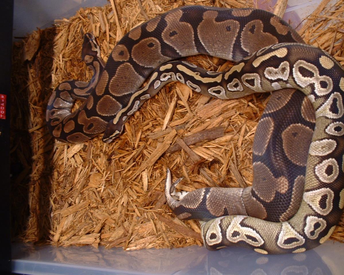 Breeding