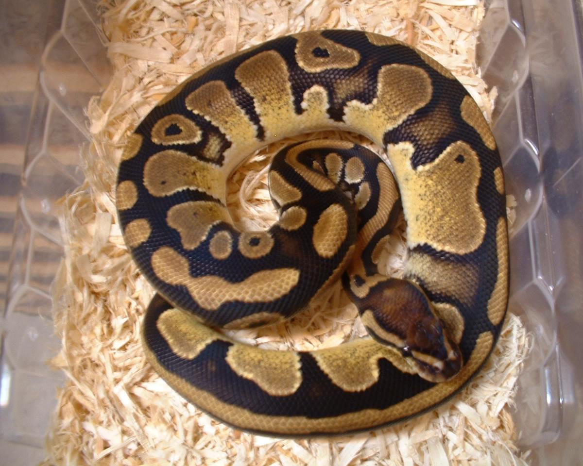 New