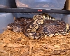Pastel Breeding