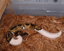 Pied