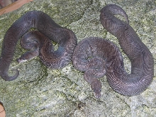 SUPER BLACK PASTEL