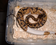 Low White Pied