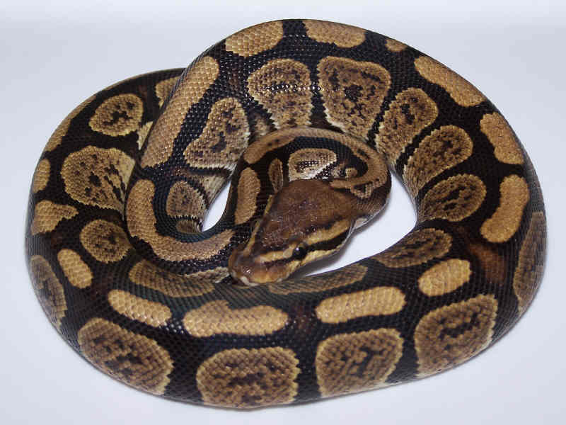 05MGranite(2)