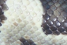 HYPOCLOSEUP