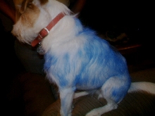 Mushu the Big Blue Ox