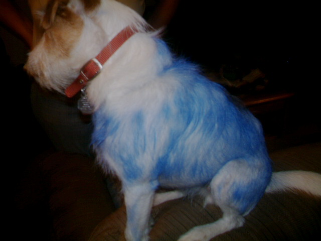 Mushu the Big Blue Ox