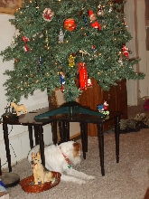 mushu's tree