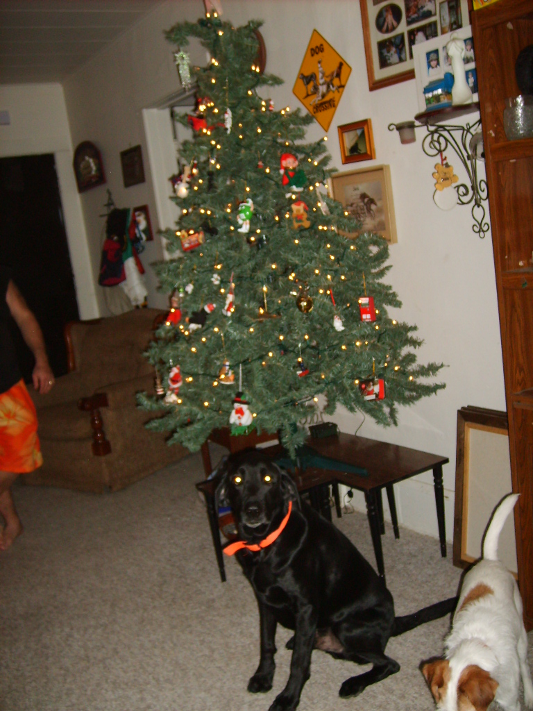 Bently and his tree