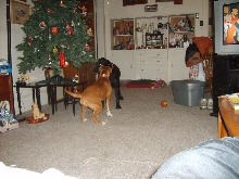 Nalia and Bently