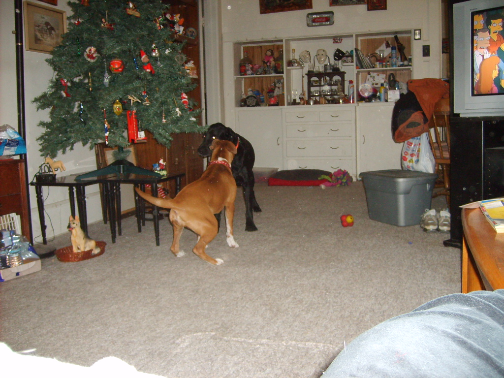 Nalia and Bently