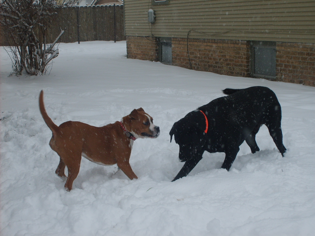 2nd snow