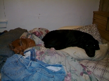 bently and buster