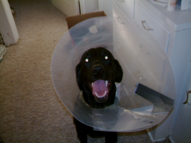 Cone head Bently