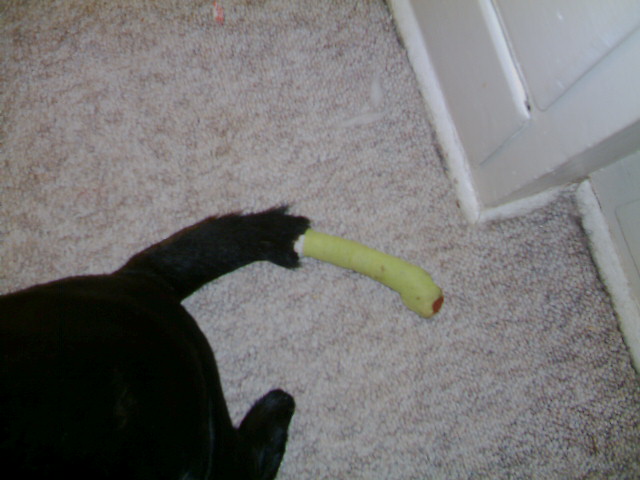 Bently Tail