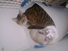 Sky and Clyde