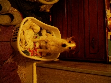 Mushu's new bed