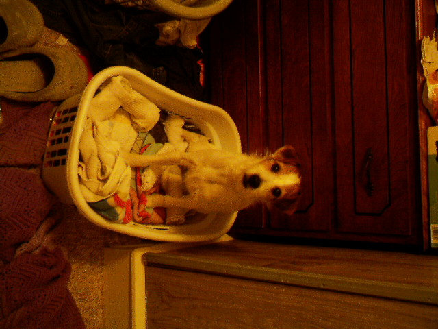 Mushu's new bed