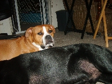 Nalia