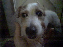 Mushu