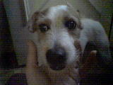 Mushu