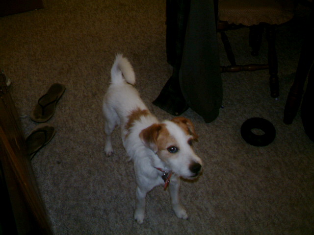 Mushu waiting
