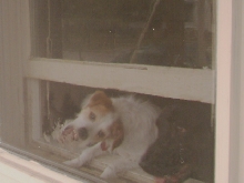 LET ME OUT!!!