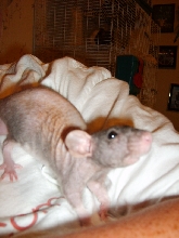 Samson