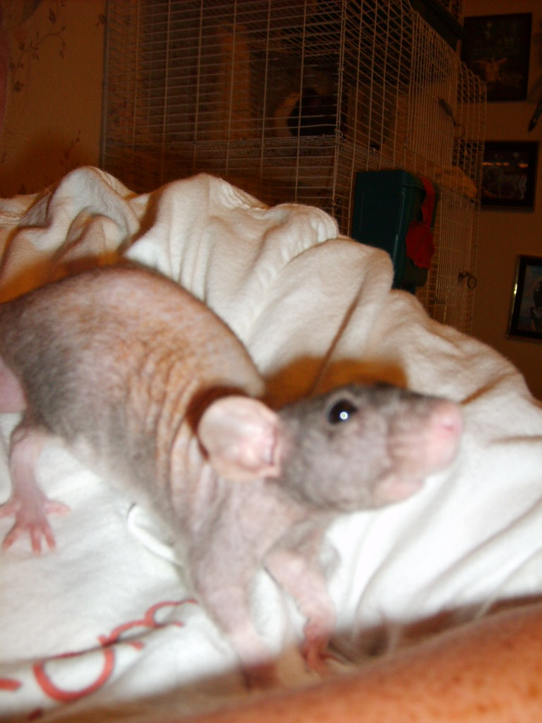 Samson