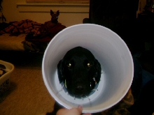bently bucket