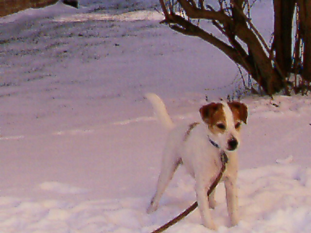 Snow and Mushu
