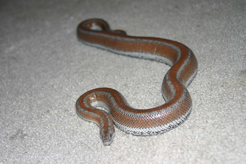 My new rosy