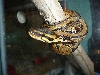 Ball or Green tree python?