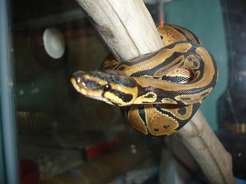 Ball or Green tree python?