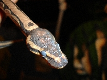 Pre-shed