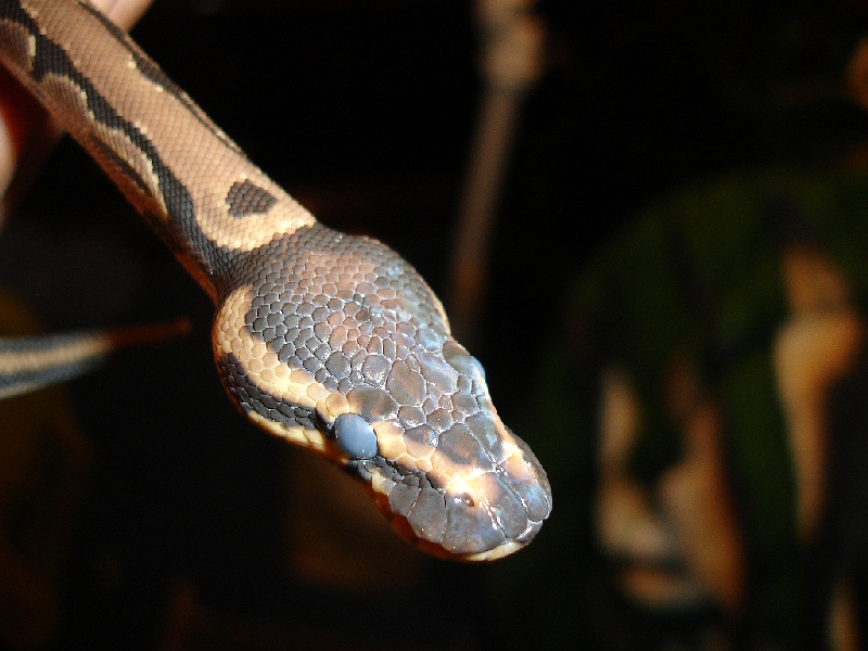 Pre-shed