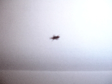 Mite???