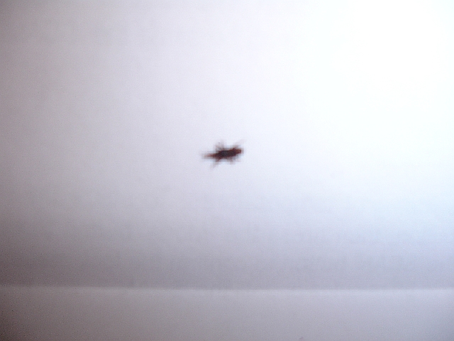 Mite???