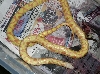 Albino Clown Jurassic