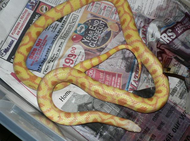 Albino Clown Jurassic