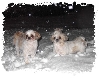 snow