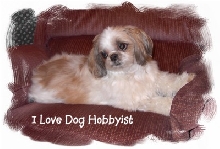 Beinn Dog Hobbyist