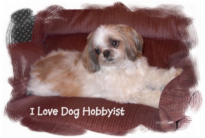Beinn Dog Hobbyist