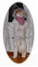 Bhreagh in window