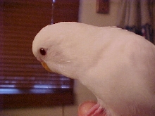 Snowball