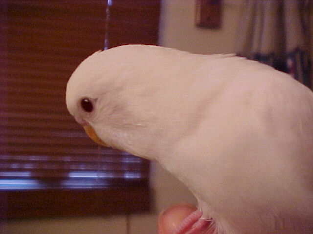 Snowball