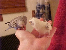 Two Birds In Hand