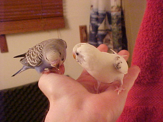 Two Birds In Hand