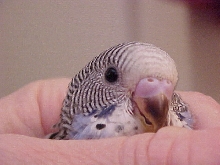 peekaboo