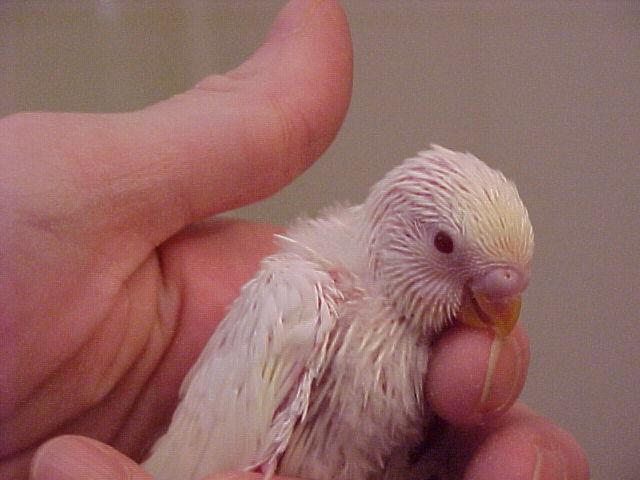 Young Baby