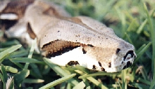 BCI Head